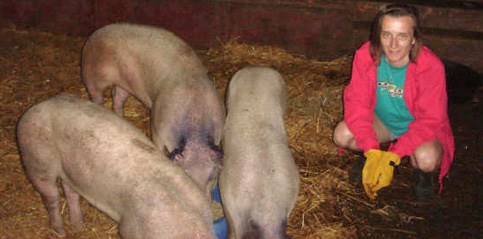 Iowa Pigs
