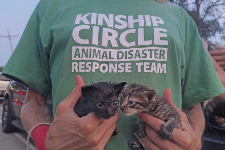 6_Kinship Circle DART