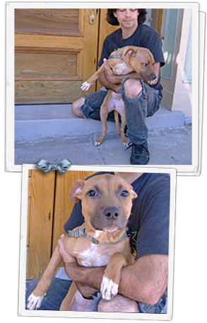 An abused New Orleans pit puppy has now recovered and needs a forever home 293x456