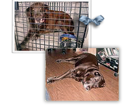 Roxie, a brown Lab left on dry ground in Chalmette, LA and likely rescued on 9/16 or 9/22/05, is lost in the Lamar Dixon system 268x212