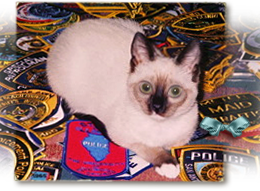 Lost Siamese cat Sophie was last seen in New Orleans, LA 70124 260x191