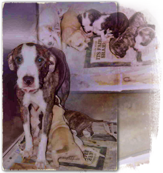 Mama and her puppies are among abused pit bulls in ongoing Avondale cruelty case 320x340