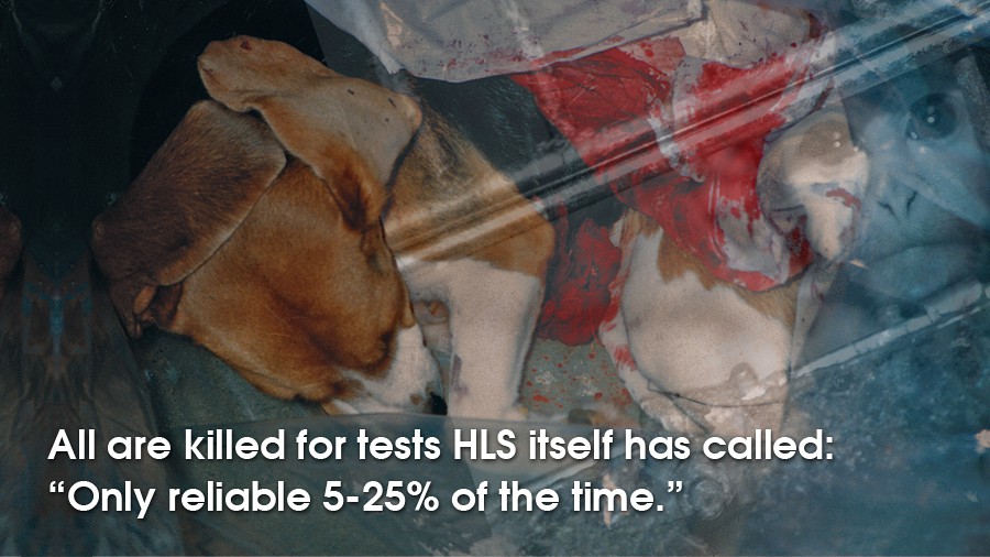 39_hls-animal-testing