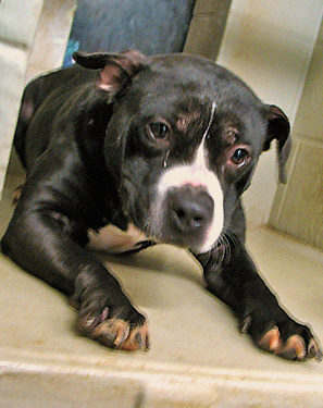 Alleged dogfighting busts are back in Michael Vick country - Animals 24-7