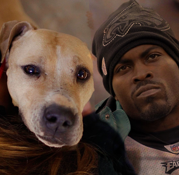 Fans Forget About Dead Dogs, Load up on Vick Jerseys