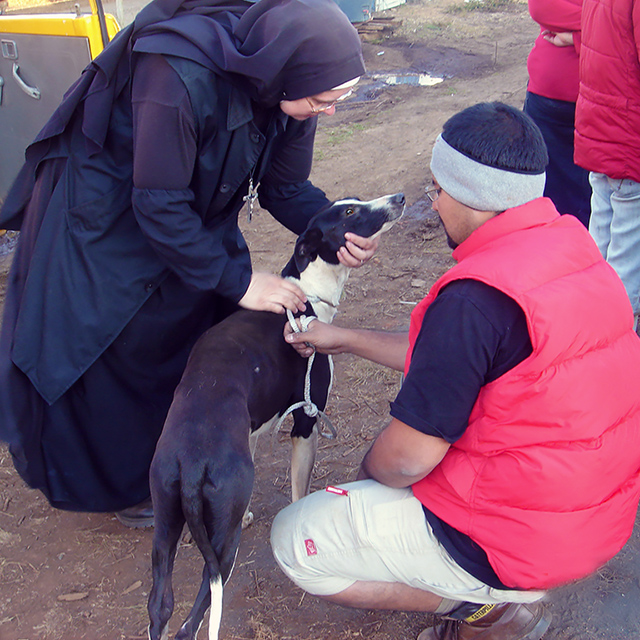 Sister Michael checks injured greyhound, Kinship Circle